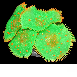Aqua One Copi Coral Mushrooms 7.5x7.5x4cm  Mixed Colour  37342